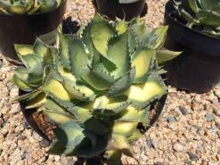 Mature Agave Rum Runner. Unique Coloring Makes This A Must Have Plant For Any Garden