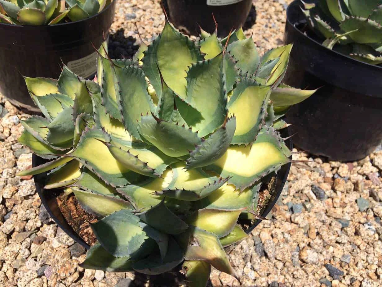 Mature Agave Rum Runner. Unique Coloring Makes This A Must Have Plant For Any Garden 3 Mature Agave Rum Runner. Unique Coloring Makes This A Must Have Plant For Any Garden
