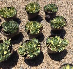 Mature Agave Rum Runner. Unique Coloring Makes This A Must Have Plant For Any Garden 12 Mature Agave Rum Runner. Unique Coloring Makes This A Must Have Plant For Any Garden -Cheap Plantly Store il fullxfull.1870234686 sdvm