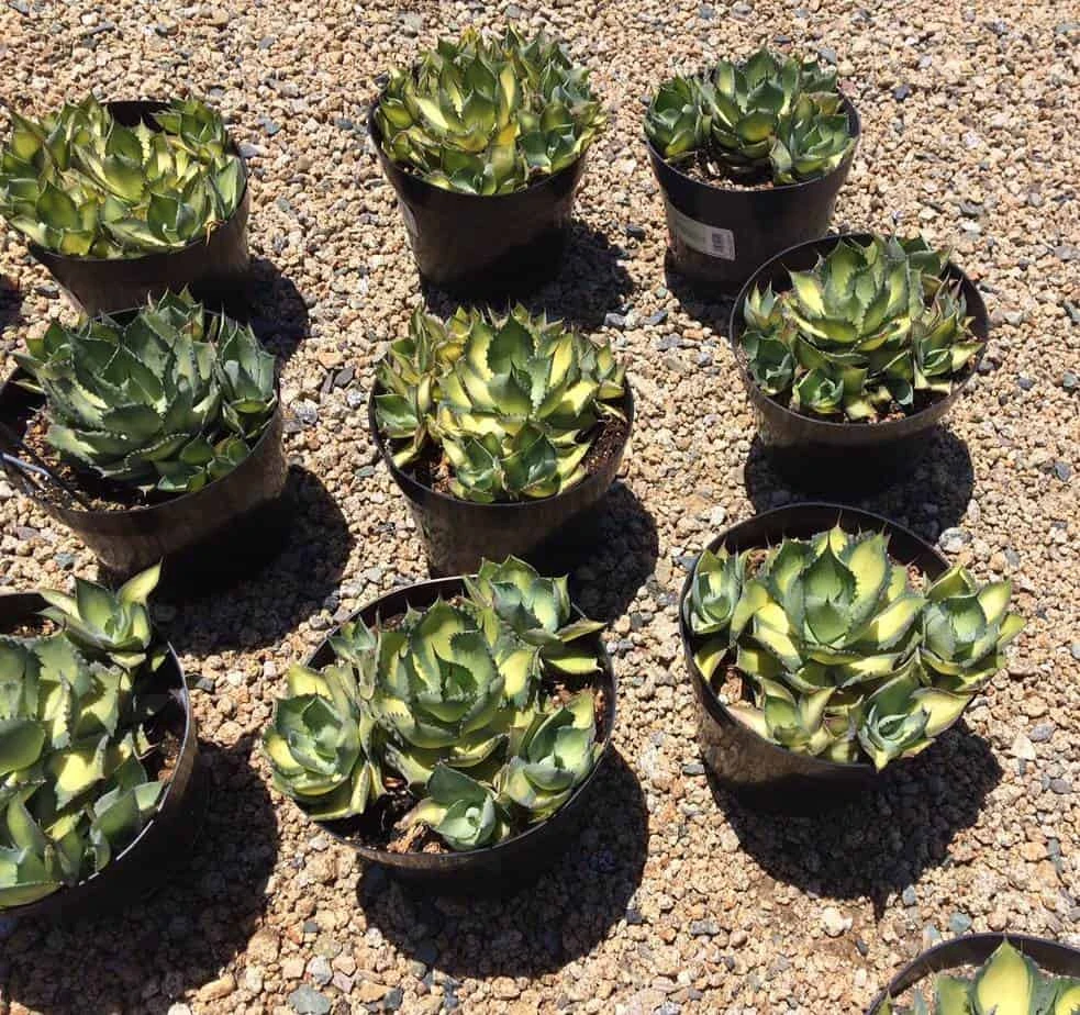 Mature Agave Rum Runner. Unique Coloring Makes This A Must Have Plant For Any Garden 6 Mature Agave Rum Runner. Unique Coloring Makes This A Must Have Plant For Any Garden - Image 4