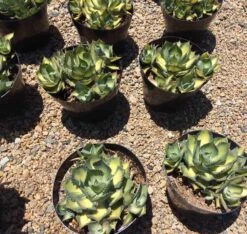 Mature Agave Rum Runner. Unique Coloring Makes This A Must Have Plant For Any Garden 13 Mature Agave Rum Runner. Unique Coloring Makes This A Must Have Plant For Any Garden -Cheap Plantly Store il fullxfull.1870234750 fjr4