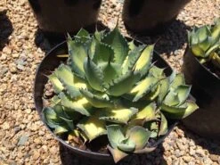 Mature Agave Rum Runner. Unique Coloring Makes This A Must Have Plant For Any Garden 14 Mature Agave Rum Runner. Unique Coloring Makes This A Must Have Plant For Any Garden -Cheap Plantly Store il fullxfull.1870234812 qxqk