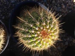 Mature Torch Cactus | Beautiful Coloring And Even Ribs Make Up This Fast Growing Cactus 19 Mature Torch Cactus | Beautiful Coloring And Even Ribs Make Up This Fast Growing Cactus -Cheap Plantly Store il fullxfull.1881033808 6xsi