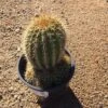 Mature Torch Cactus | Beautiful Coloring And Even Ribs Make Up This Fast Growing Cactus -Cheap Plantly Store il fullxfull.1881033822 h874