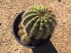 Mature Torch Cactus | Beautiful Coloring And Even Ribs Make Up This Fast Growing Cactus 20 Mature Torch Cactus | Beautiful Coloring And Even Ribs Make Up This Fast Growing Cactus -Cheap Plantly Store il fullxfull.1881033824 jgkp