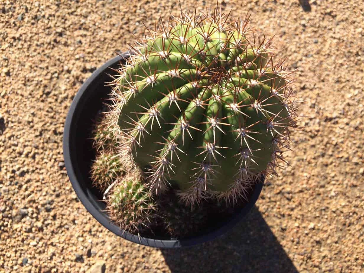 Mature Torch Cactus | Beautiful Coloring And Even Ribs Make Up This Fast Growing Cactus 11 Mature Torch Cactus | Beautiful Coloring And Even Ribs Make Up This Fast Growing Cactus - Image 9