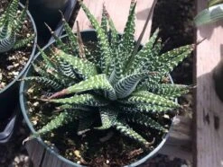 Large Succulent Zebra Plant Or Haworthia Fasciata Succulent 11 Large Succulent Zebra Plant Or Haworthia Fasciata Succulent -Cheap Plantly Store il fullxfull.1884093666 d48d
