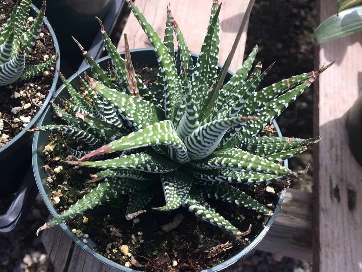 Large Succulent Zebra Plant Or Haworthia Fasciata Succulent 5 Large Succulent Zebra Plant Or Haworthia Fasciata Succulent - Image 3