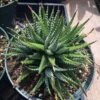 Large Succulent Zebra Plant Or Haworthia Fasciata Succulent