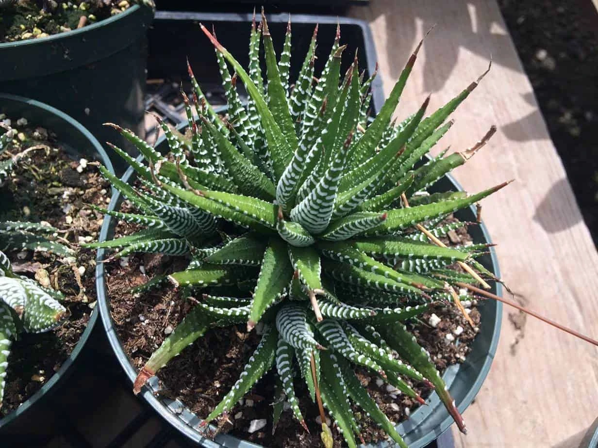 Large Succulent Zebra Plant Or Haworthia Fasciata Succulent 3 Large Succulent Zebra Plant Or Haworthia Fasciata Succulent