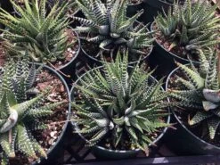 Large Succulent Zebra Plant Or Haworthia Fasciata Succulent 14 Large Succulent Zebra Plant Or Haworthia Fasciata Succulent -Cheap Plantly Store il fullxfull.1884093936 6hcz