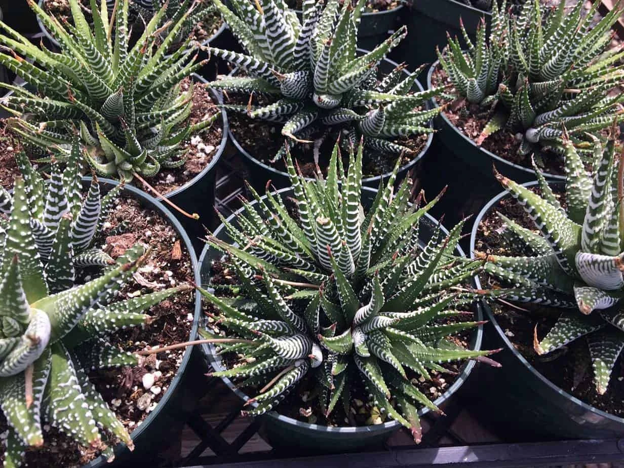 Large Succulent Zebra Plant Or Haworthia Fasciata Succulent 8 Large Succulent Zebra Plant Or Haworthia Fasciata Succulent - Image 6