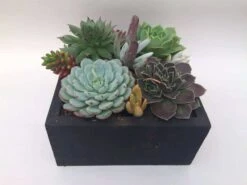 Large Succulent Arrangement In Black Rustic Wood Square Planter. Beautiful, Completely Assembled Dish Garden. -Cheap Plantly Store il fullxfull.1888530938 s8tc