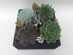 Large Succulent Arrangement In Black Rustic Wood Square Planter. Beautiful, Completely Assembled Dish Garden. -Cheap Plantly Store il fullxfull.1888531096 iuzp