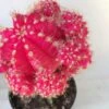 Large Grafted 'Moon Cactus' Bright Pink | Adds Color To Your Terrarium Or Garden 1 Large Grafted 'Moon Cactus' Bright Pink | Adds Color To Your Terrarium Or Garden -Cheap Plantly Store il fullxfull.1893363567 81dk