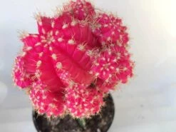 Large Grafted 'Moon Cactus' Bright Pink | Adds Color To Your Terrarium Or Garden