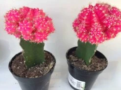 Large Grafted 'Moon Cactus' Bright Pink | Adds Color To Your Terrarium Or Garden -Cheap Plantly Store il fullxfull.1893363649 6fyp