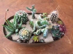 Large Cactus DIY With Tan Oval Designed Tin And Soil. -Cheap Plantly Store il fullxfull.1893451447 r6ls