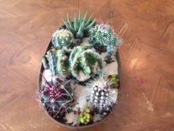 Large Cactus DIY With Tan Oval Designed Tin And Soil. -Cheap Plantly Store il fullxfull.1893451763 s30k