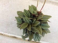 Medium Succulent Plant - Peperomia Argyreia Also Known As The Watermelon Begonia. 16 Medium Succulent Plant - Peperomia Argyreia Also Known As The Watermelon Begonia. -Cheap Plantly Store il fullxfull.1893574221 cfxx