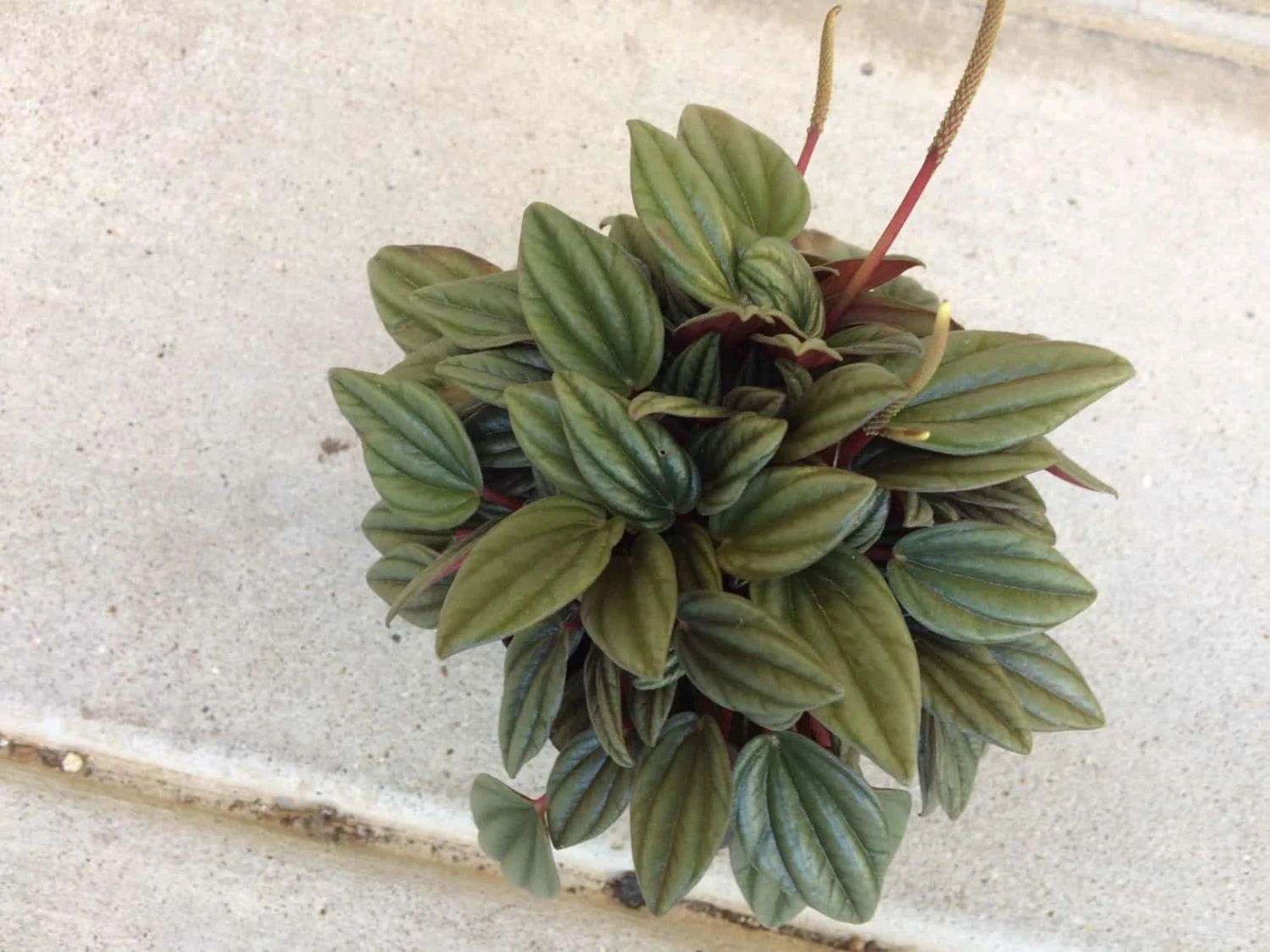 Medium Succulent Plant - Peperomia Argyreia Also Known As The Watermelon Begonia. 8 Medium Succulent Plant - Peperomia Argyreia Also Known As The Watermelon Begonia. - Image 6