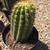Cactus Plant Mature Trichocereus 'Sun Goddess'. A Tall, Very Chunky Hybrid Cactus With Golden Spines. 1 Cactus Plant Mature Trichocereus 'Sun Goddess'. A Tall, Very Chunky Hybrid Cactus With Golden Spines. -Cheap Plantly Store il fullxfull.1913392087 c6kl