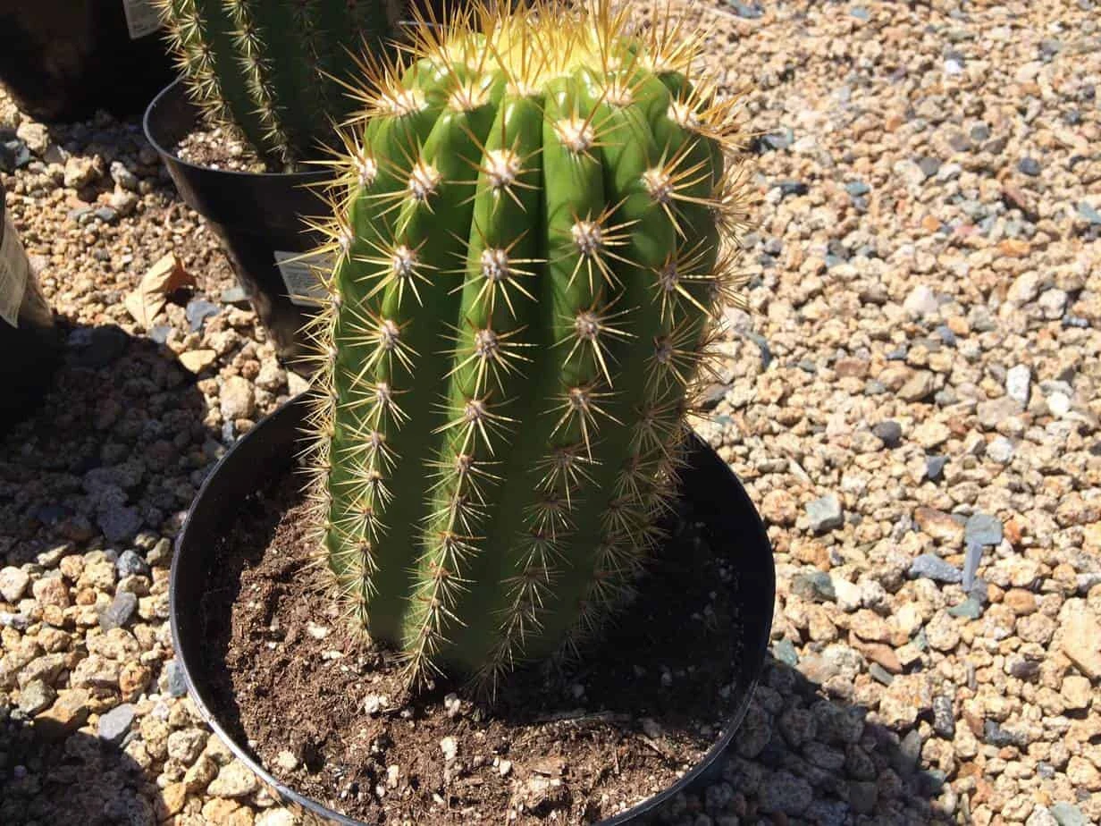 Cactus Plant Mature Trichocereus 'Sun Goddess'. A Tall, Very Chunky Hybrid Cactus With Golden Spines. 3 Cactus Plant Mature Trichocereus 'Sun Goddess'. A Tall, Very Chunky Hybrid Cactus With Golden Spines.