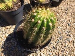 Cactus Plant Mature Trichocereus 'Sun Goddess'. A Tall, Very Chunky Hybrid Cactus With Golden Spines. 10 Cactus Plant Mature Trichocereus 'Sun Goddess'. A Tall, Very Chunky Hybrid Cactus With Golden Spines. -Cheap Plantly Store il fullxfull.1913392257 rlt6
