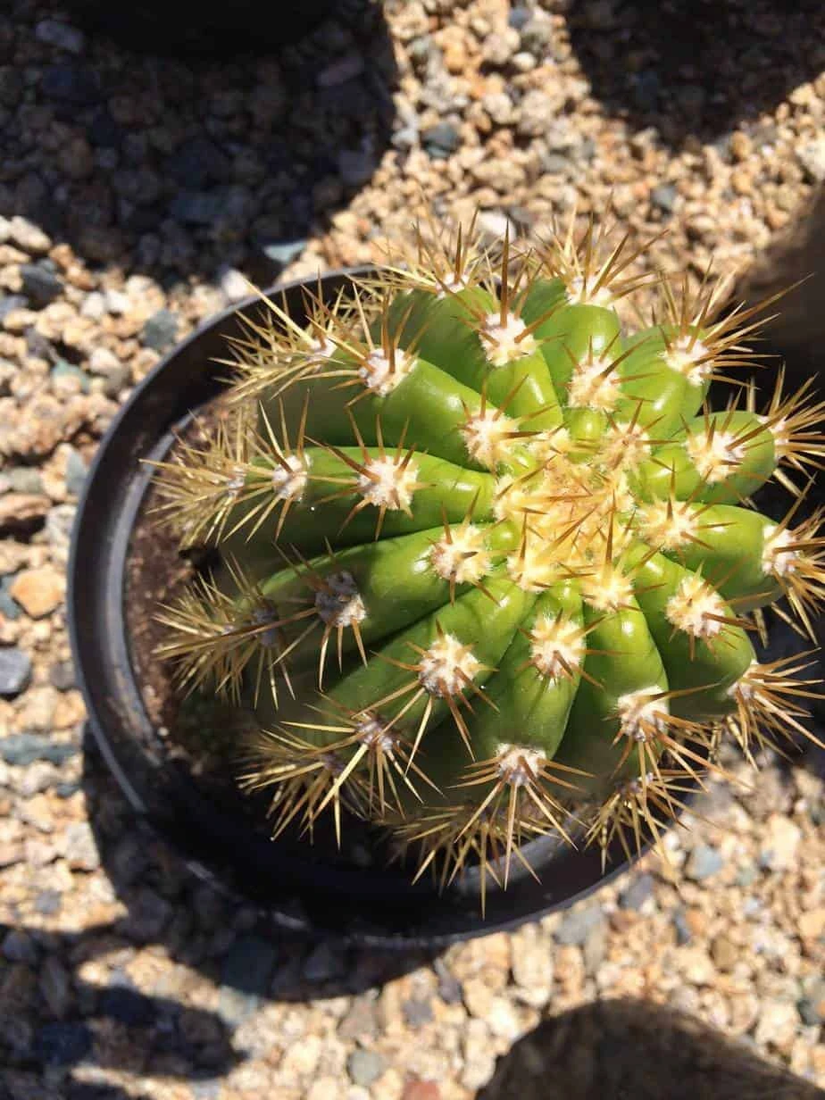 Cactus Plant Mature Trichocereus 'Sun Goddess'. A Tall, Very Chunky Hybrid Cactus With Golden Spines. 8 Cactus Plant Mature Trichocereus 'Sun Goddess'. A Tall, Very Chunky Hybrid Cactus With Golden Spines. - Image 6
