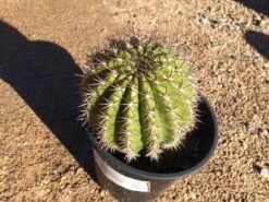 Mature Torch Cactus | Beautiful Coloring And Even Ribs Make Up This Fast Growing Cactus 18 Mature Torch Cactus | Beautiful Coloring And Even Ribs Make Up This Fast Growing Cactus -Cheap Plantly Store il fullxfull.1928556331 cbir