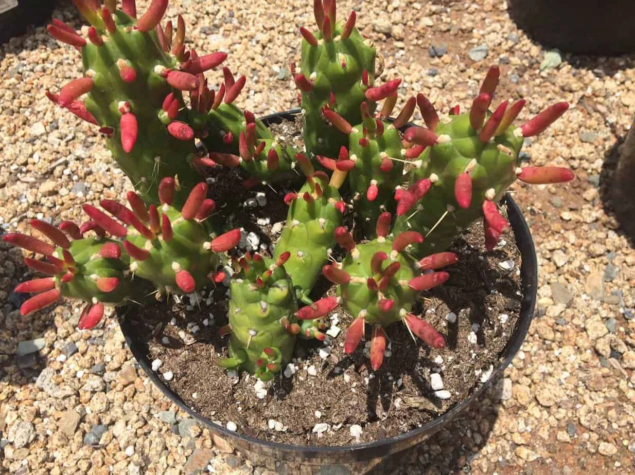 Cactus Plant Mature Opuntia Gumbi. A Very Different Cactus With Bright Orange Growth 3 Cactus Plant Mature Opuntia Gumbi. A Very Different Cactus With Bright Orange Growth