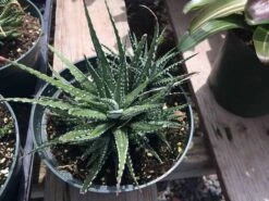 Large Succulent Zebra Plant Or Haworthia Fasciata Succulent 12 Large Succulent Zebra Plant Or Haworthia Fasciata Succulent -Cheap Plantly Store il fullxfull.1931617861 4529