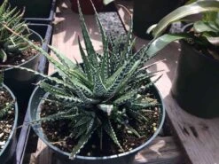 Large Succulent Zebra Plant Or Haworthia Fasciata Succulent 13 Large Succulent Zebra Plant Or Haworthia Fasciata Succulent -Cheap Plantly Store il fullxfull.1931617919 pkxa