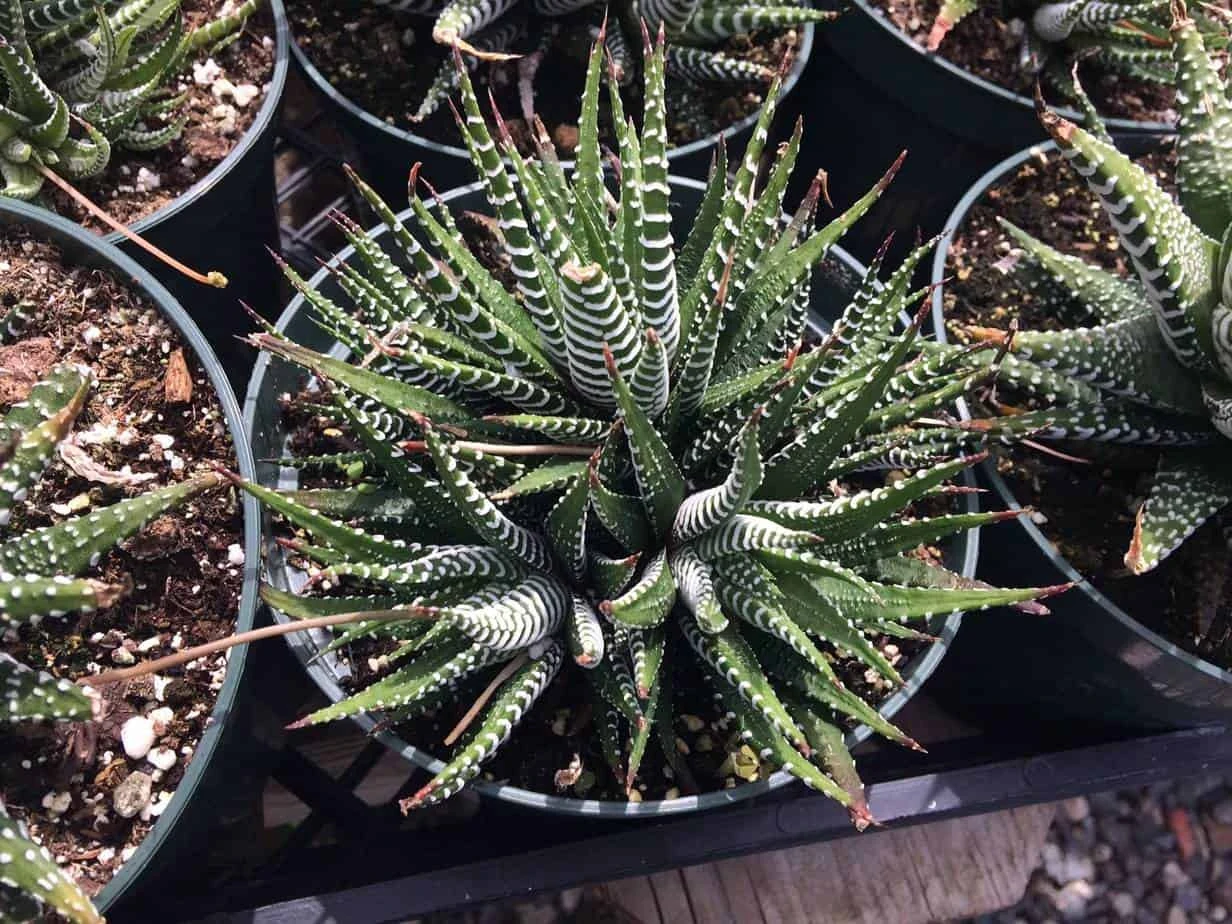 Large Succulent Zebra Plant Or Haworthia Fasciata Succulent 4 Large Succulent Zebra Plant Or Haworthia Fasciata Succulent - Image 2