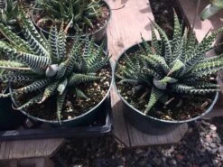 Large Succulent Zebra Plant Or Haworthia Fasciata Succulent 15 Large Succulent Zebra Plant Or Haworthia Fasciata Succulent -Cheap Plantly Store il fullxfull.1931618099 eukz