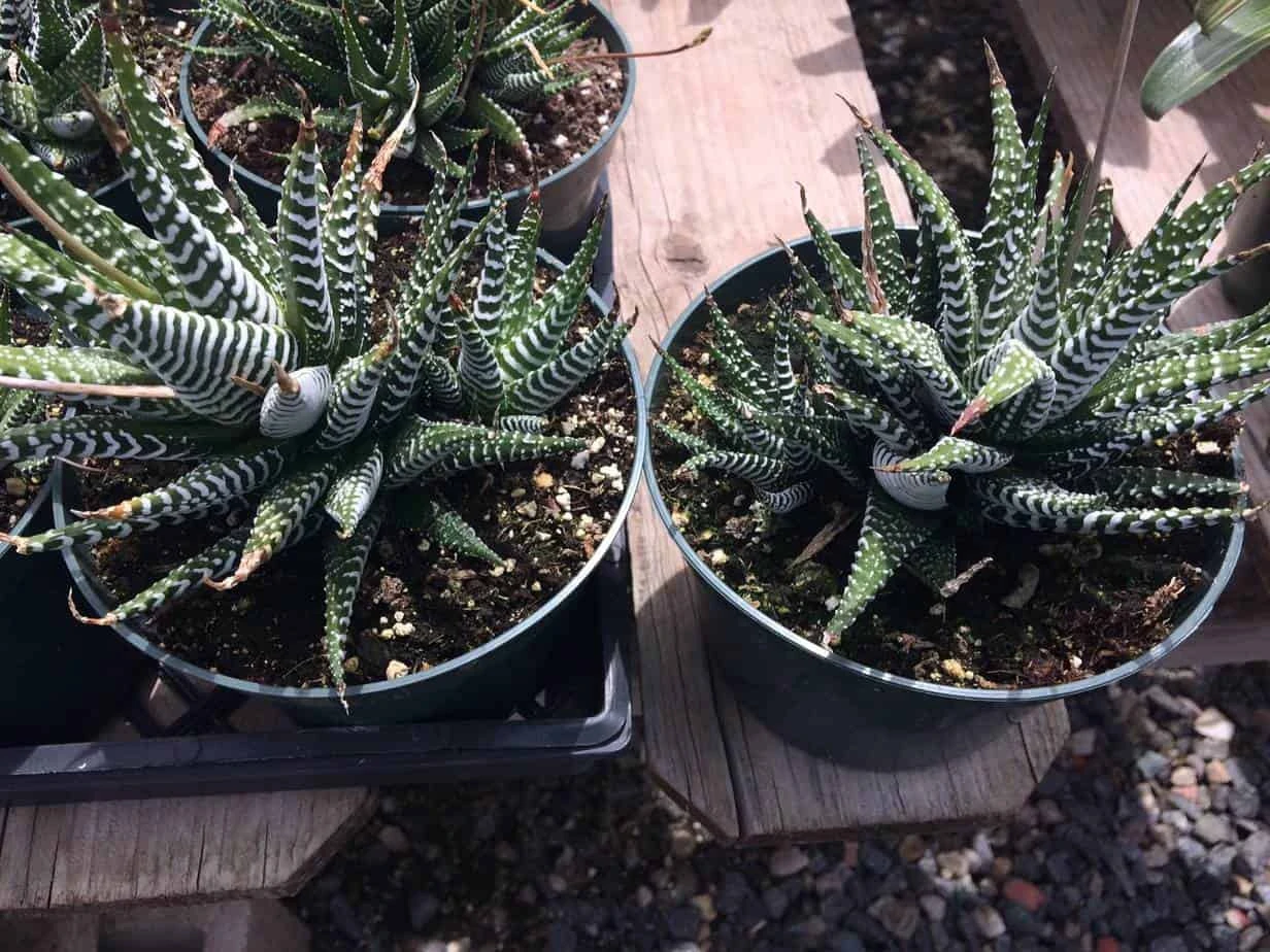 Large Succulent Zebra Plant Or Haworthia Fasciata Succulent 9 Large Succulent Zebra Plant Or Haworthia Fasciata Succulent - Image 7