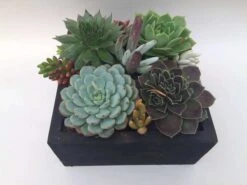 Large Succulent Arrangement In Black Rustic Wood Square Planter. Beautiful, Completely Assembled Dish Garden. -Cheap Plantly Store il fullxfull.1936050821 deeh