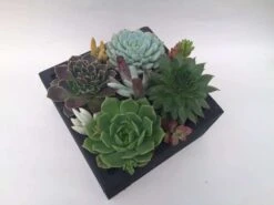 Large Succulent Arrangement In Black Rustic Wood Square Planter. Beautiful, Completely Assembled Dish Garden. -Cheap Plantly Store il fullxfull.1936050941 e7wv