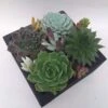 Large Succulent Arrangement In Black Rustic Wood Square Planter. Beautiful, Completely Assembled Dish Garden. -Cheap Plantly Store il fullxfull.1936051009 ca6a