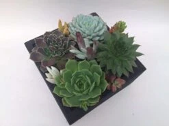 Large Succulent Arrangement In Black Rustic Wood Square Planter. Beautiful, Completely Assembled Dish Garden. -Cheap Plantly Store il fullxfull.1936051123 ddsy