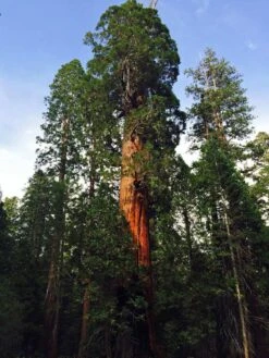 Giant Sequoia XL-JUMBO Size 18-24 Inch Tall Seedling, Great For Bonsai! 9 Giant Sequoia XL-JUMBO Size 18-24 Inch Tall Seedling, Great For Bonsai! -Cheap Plantly Store il fullxfull.2040751248 sbb1