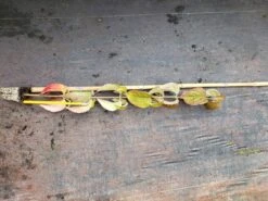 Kousa Dogwood Tree Seedling -Cheap Plantly Store il fullxfull.2041722448 e2j2