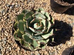 Mature Agave Lucky Crown Century Plant. Unique Coloring Makes This Agave A Must Have Plant For Any Garden -Cheap Plantly Store il fullxfull.2053502132 jcwi