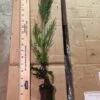 Giant Sequoia XL-JUMBO Size 18-24 Inch Tall Seedling, Great For Bonsai! -Cheap Plantly Store il fullxfull.2079933513 ieis