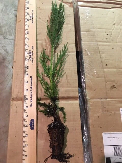 Giant Sequoia XL-JUMBO Size 18-24 Inch Tall Seedling, Great For Bonsai! 3 Giant Sequoia XL-JUMBO Size 18-24 Inch Tall Seedling, Great For Bonsai!