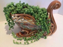 Mature String Of Pearls In Ceramic Sleigh, -Cheap Plantly Store il fullxfull.2094217900 d7vv