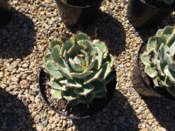 Mature Agave Lucky Crown Century Plant. Unique Coloring Makes This Agave A Must Have Plant For Any Garden -Cheap Plantly Store il fullxfull.2101091299 tlrj