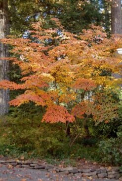 Kousa Dogwood Tree Seedling -Cheap Plantly Store il fullxfull.2124017502 6eko 1