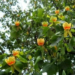 Tulip Tree Seedling XL/jumbo Size -Cheap Plantly Store il fullxfull.2135855777 ivh7
