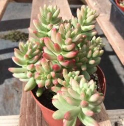 Large Sedum Aurora Also Known As Jelly Beans 17 Large Sedum Aurora Also Known As Jelly Beans -Cheap Plantly Store il fullxfull.2151123462 ea95